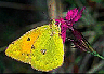 Colias myrmidone: klick zum vergroessern