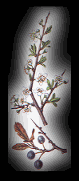 Prunus spinosa: klick zum vergroessern